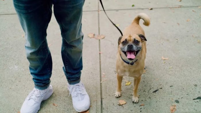 This Director Loves His Rescue Dog Bruno So Much, He Made an Entire Netflix Series About Him