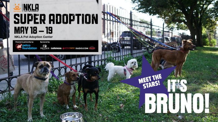 The Stars of It’s Bruno! Partner with Best Friends LA’s Super Adoption Event