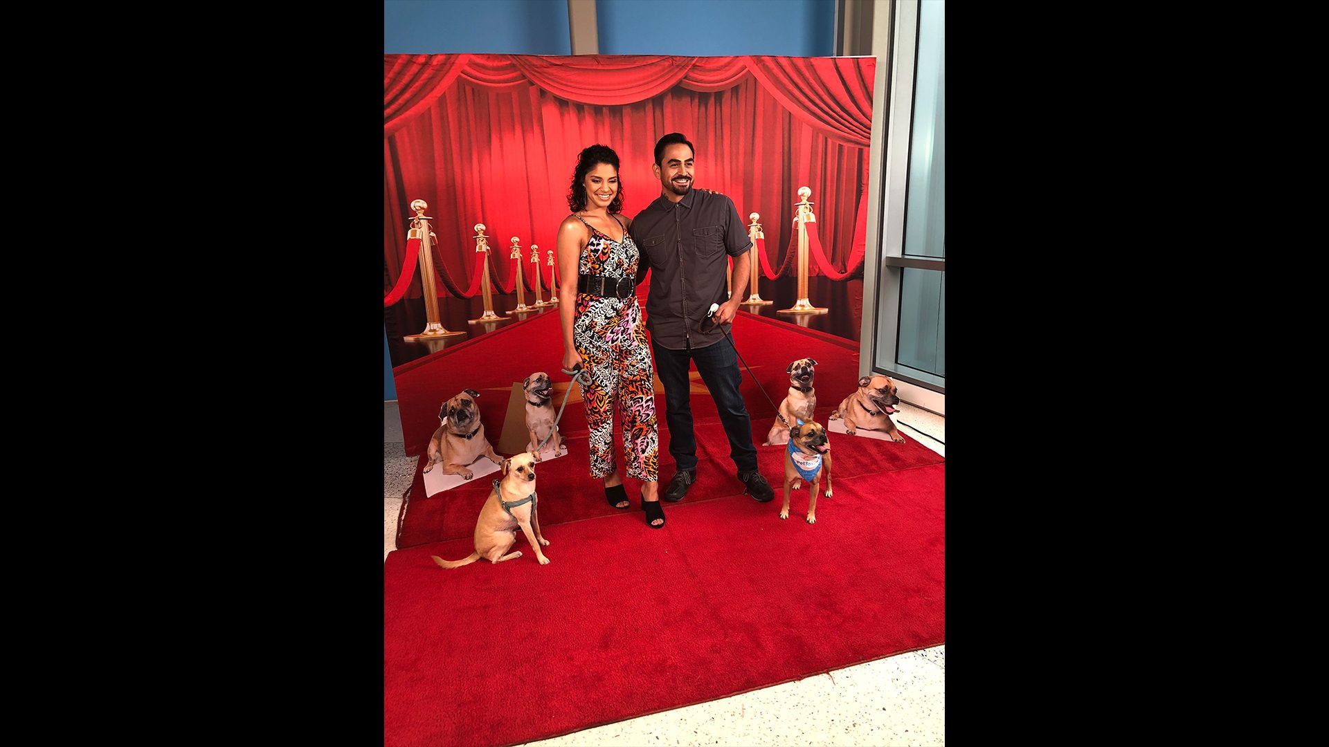 people and dogs on the red carpet